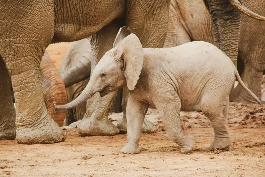 Baby Elephant