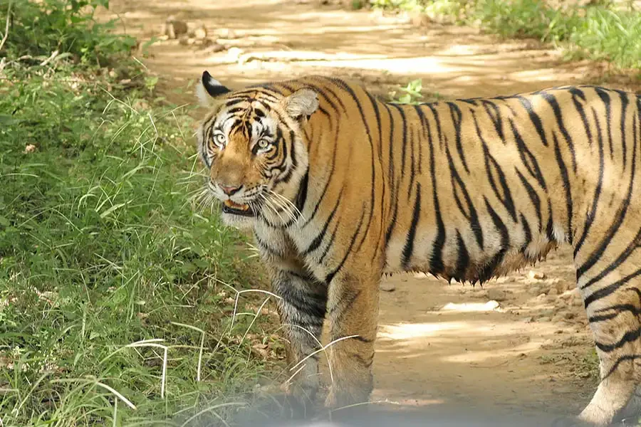 Ranthambore Weekend Tour - Tiger-II